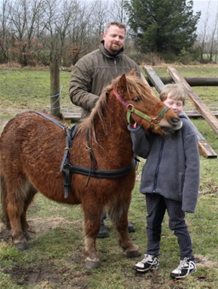 Shetlænder Marwin billede 4