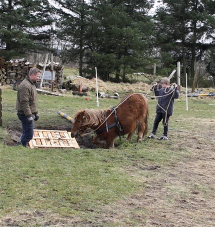Shetlænder Marwin billede 5