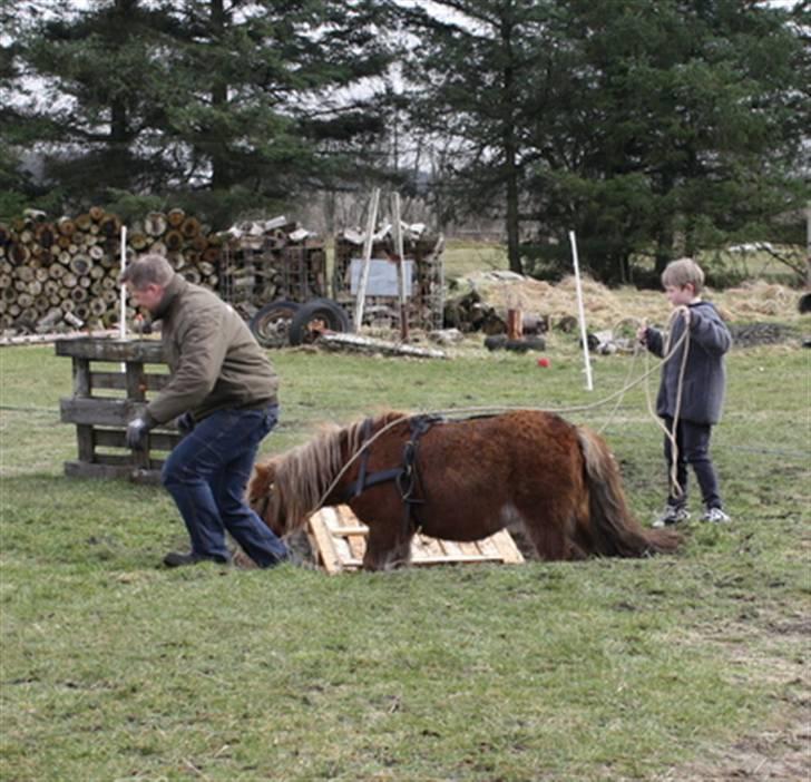 Shetlænder Marwin billede 6