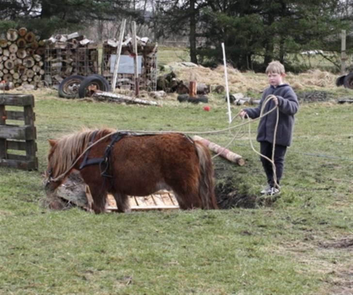 Shetlænder Marwin billede 7