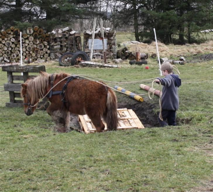 Shetlænder Marwin billede 8