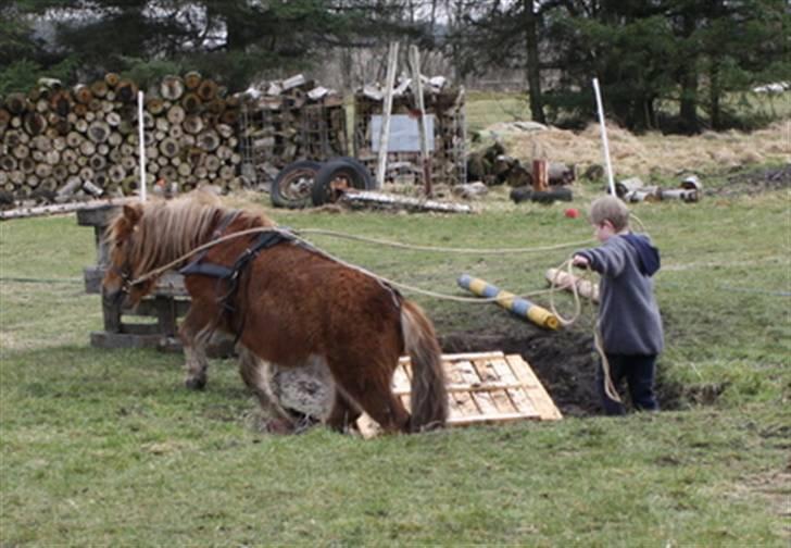 Shetlænder Marwin billede 9