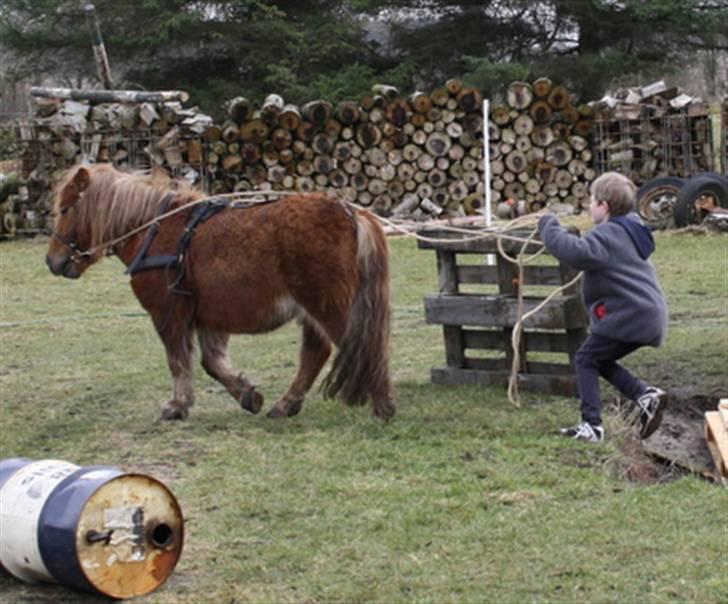 Shetlænder Marwin billede 10