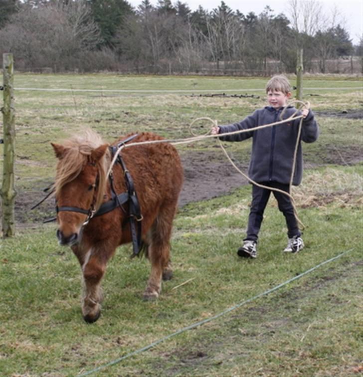 Shetlænder Marwin billede 11