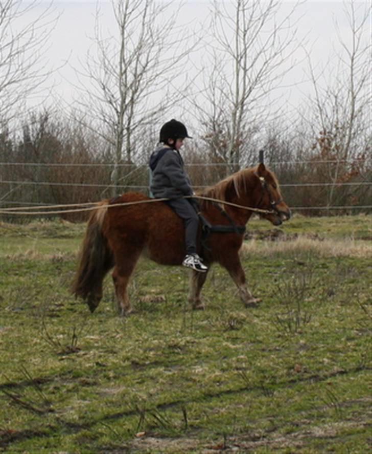 Shetlænder Marwin billede 12