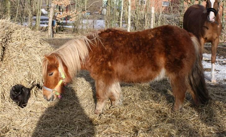 Shetlænder Marwin billede 13