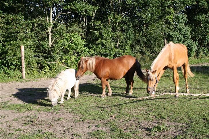 Shetlænder Marwin billede 14