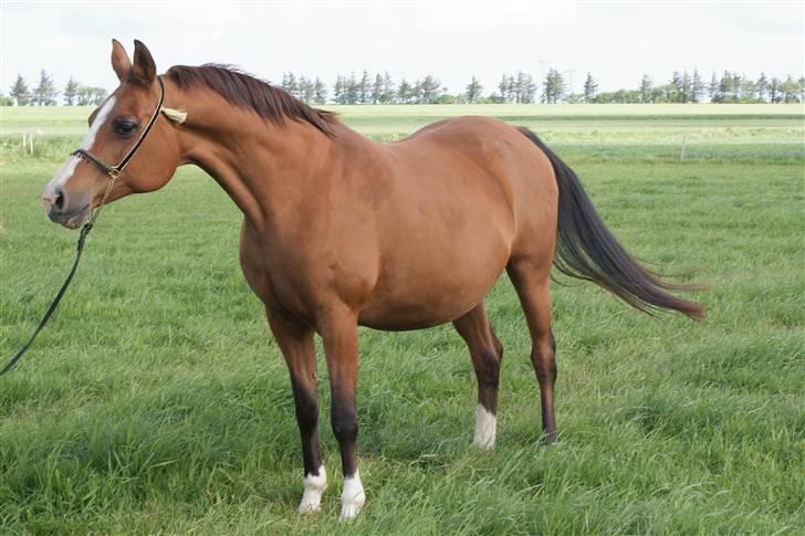 Arabisk fuldblod (OX) Chopiniana +2264 - Chopiniana i maj 09 kort inden foling billede 1