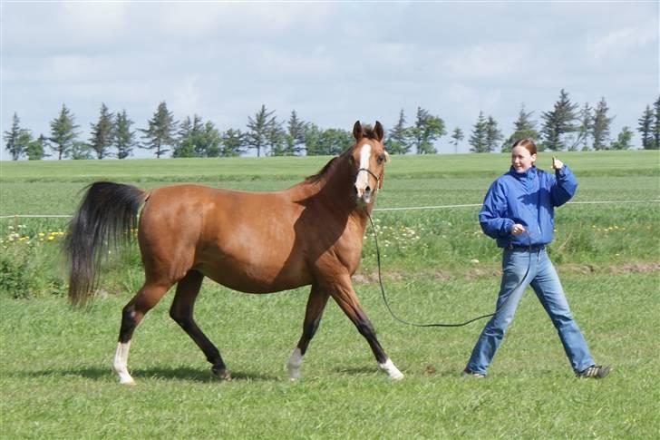 Arabisk fuldblod (OX) Chopiniana +2264 - Højdrægtige Chopiniana 2009 billede 2