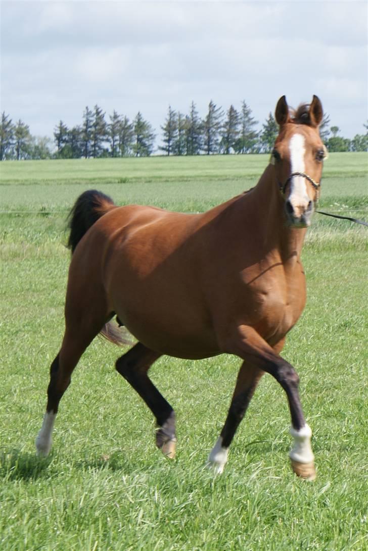 Arabisk fuldblod (OX) Chopiniana +2264 billede 3