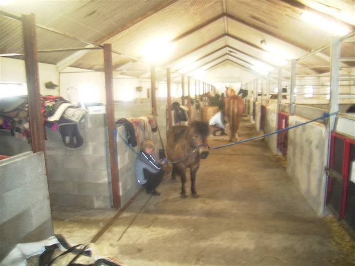 Anden særlig race Claus Benedicte Pedersen - Hvorfor skal jeg strigles, jeg ruller mig i mudder når jeg kommer ud alligevel... billede 6