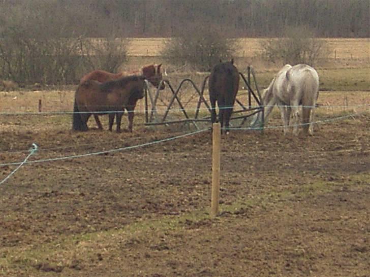 Anden særlig race Claus Benedicte Pedersen - Hallo, hvor dælen bliver maden af???? billede 7