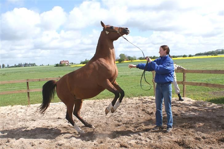 Arabisk fuldblod (OX) Chopiniana +2264 billede 4