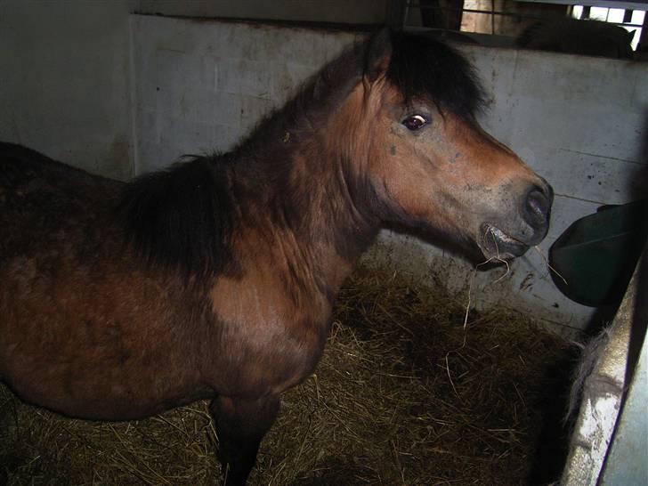 Anden særlig race Claus Benedicte Pedersen - Pssstttt, kom lige med mere mad...HURTIGT billede 8