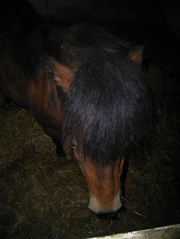 Anden særlig race Claus Benedicte Pedersen - Jeg gemmer mig, hader kameraer... billede 9