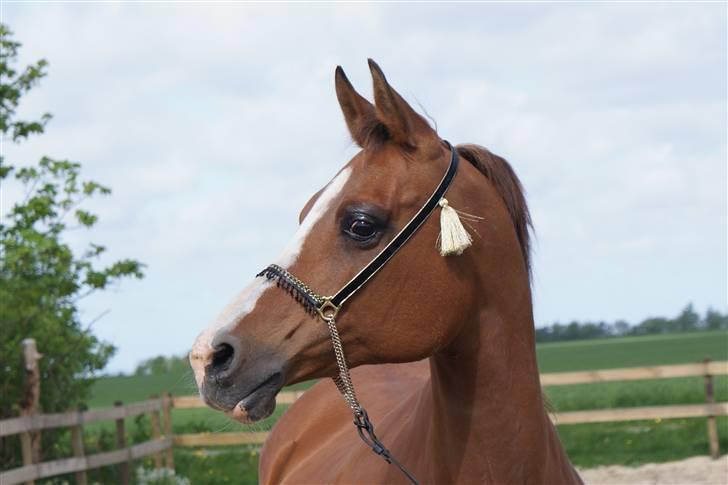 Arabisk fuldblod (OX) Chopiniana +2264 billede 5