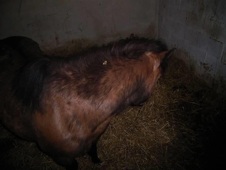 Anden særlig race Claus Benedicte Pedersen - Se lige den flotte fyr der er på vej ud af vinter vamsen... billede 10