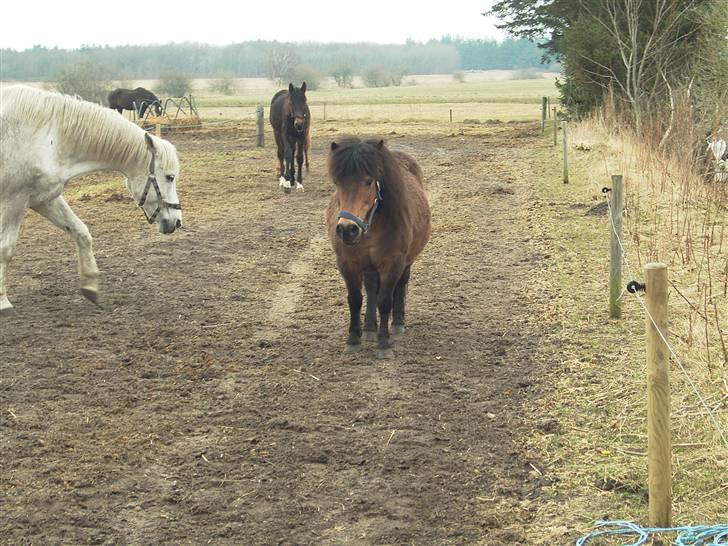 Anden særlig race Claus Benedicte Pedersen - Var der en der sagde vi skulle ind??? billede 11