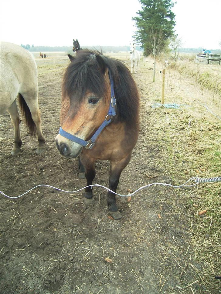 Anden særlig race Claus Benedicte Pedersen - Jamen så luk dog leddet op.... billede 12