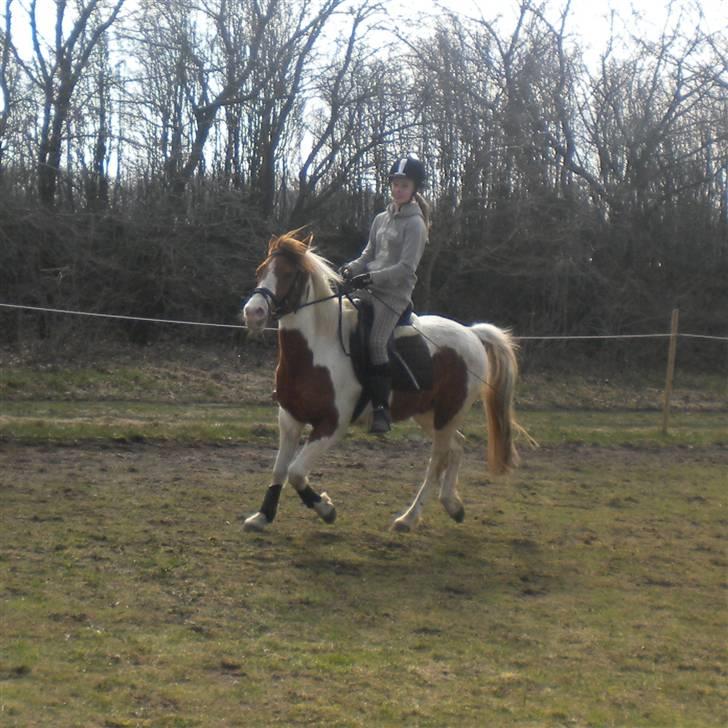 Pinto Sunshine (Savn) - min lækre dreng :D billede 14