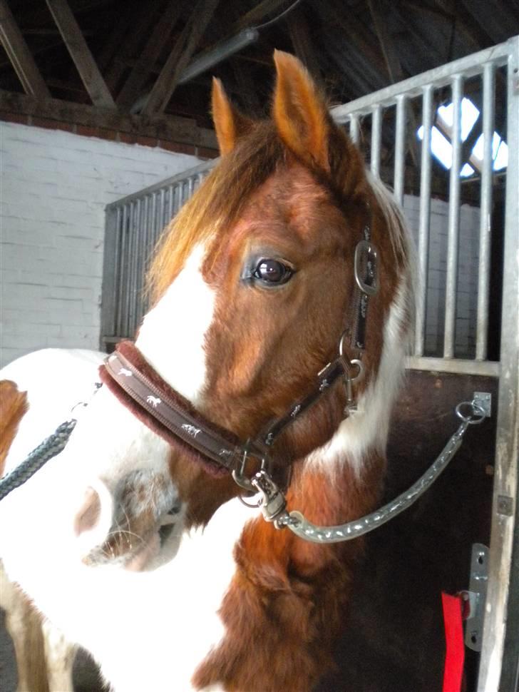 Pinto Sunshine (Savn) billede 15