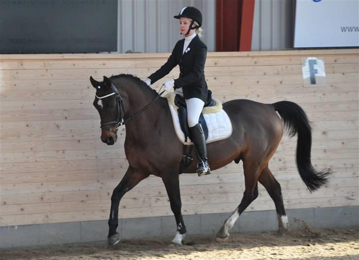 Hollandsk Sportspony Silver Star SOLGT - C-stævne i Egum billede 11