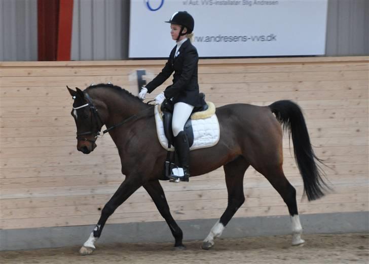 Hollandsk Sportspony Silver Star SOLGT - C-stævne i Egum billede 14