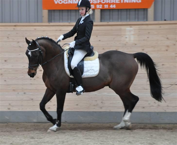 Hollandsk Sportspony Silver Star SOLGT - C.stævne i Egum billede 15