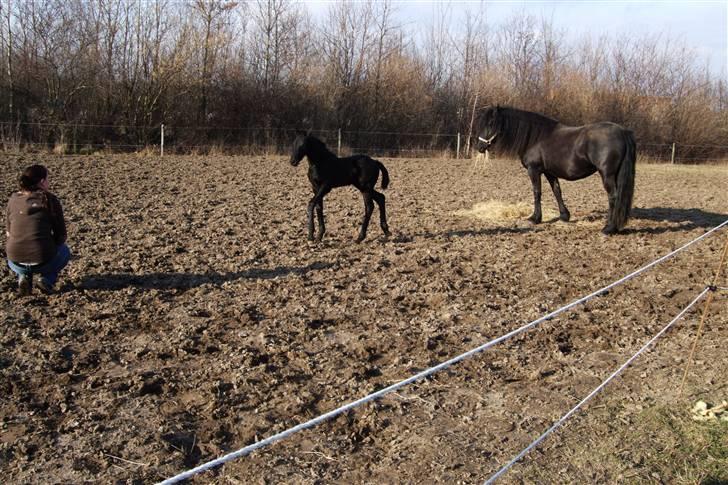 Frieser Gaja Kongsted. Solgt. - Gaja Kongsted.  Ca halvanden uge gammel. billede 7