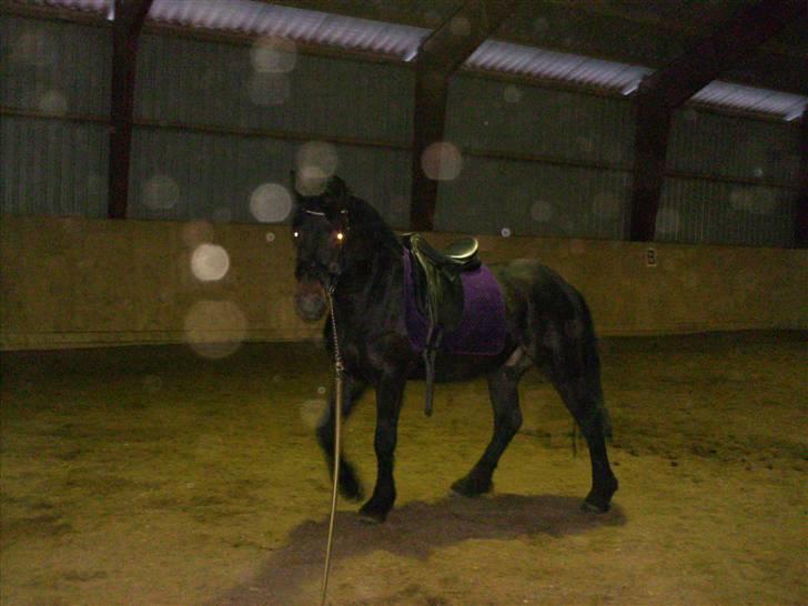 Anden særlig race Mox Diamond *solgt* billede 1