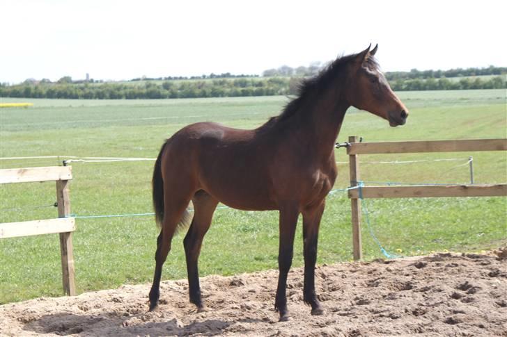 Trakehner Chopaja - Chopaja maj 09 billede 1