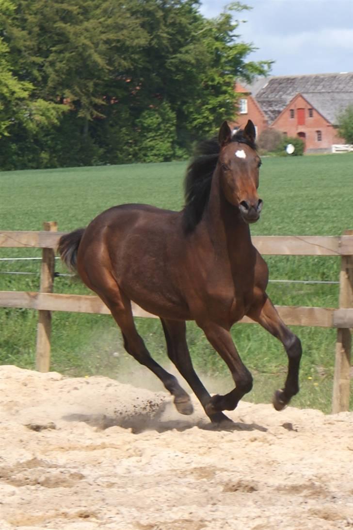 Trakehner Chopaja billede 3