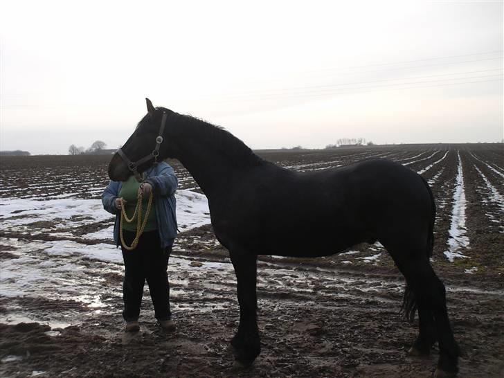 Anden særlig race Mox Diamond *solgt* billede 2