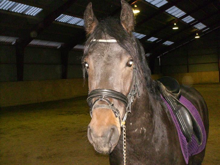 Anden særlig race Mox Diamond *solgt* billede 3