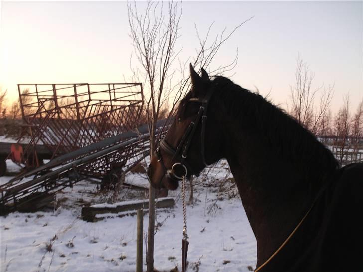 Anden særlig race Mox Diamond *solgt* billede 4