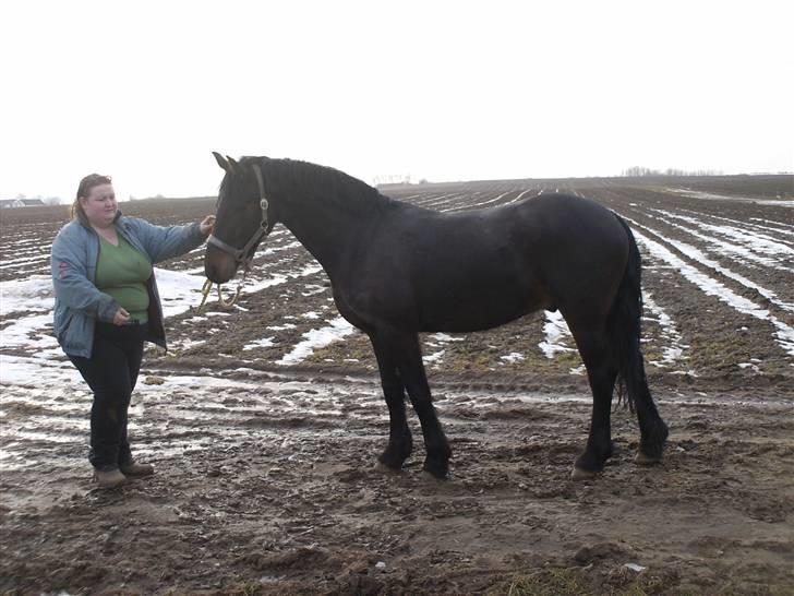 Anden særlig race Mox Diamond *solgt* billede 5