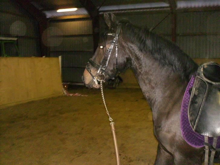 Anden særlig race Mox Diamond *solgt* billede 6