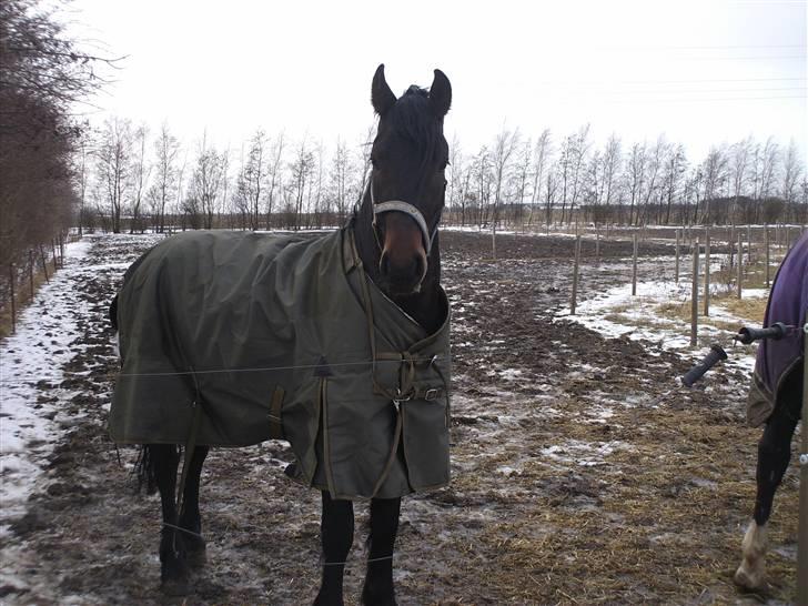 Anden særlig race Mox Diamond *solgt* billede 7