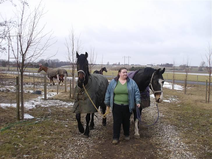 Anden særlig race Mox Diamond *solgt* billede 8