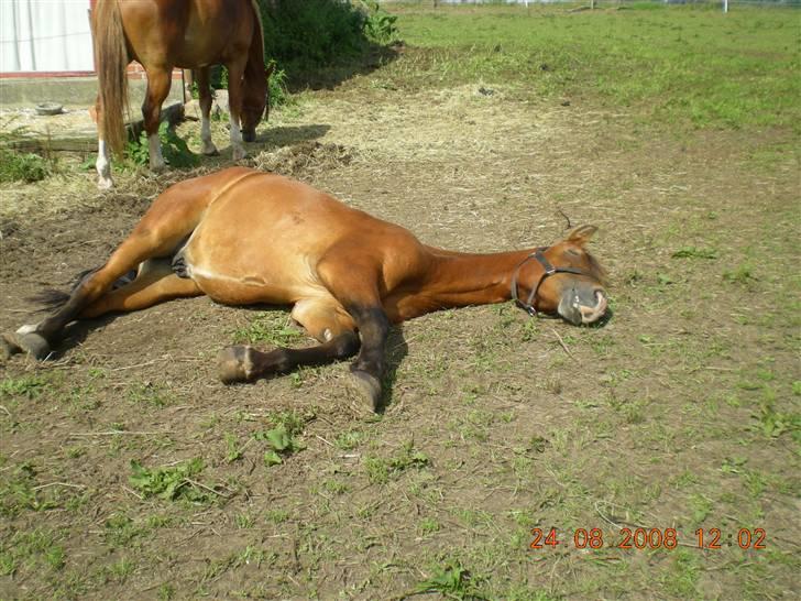 New Forest Skolegaardens Obertinn - B-pony - Min dejlige Obertinn som er faldet i en dyb søvn <3 billede 3