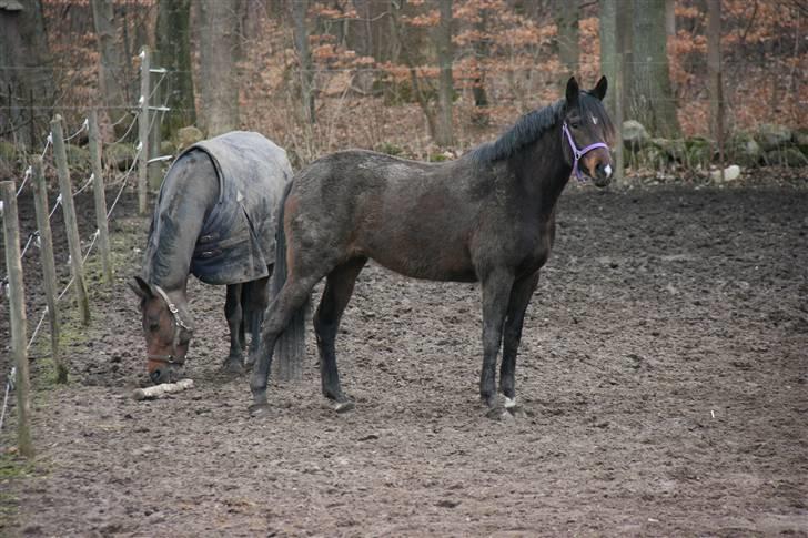 Tysk Varmblod Arabezk Firfod - Sammen med sin nye veninde Sandra billede 5