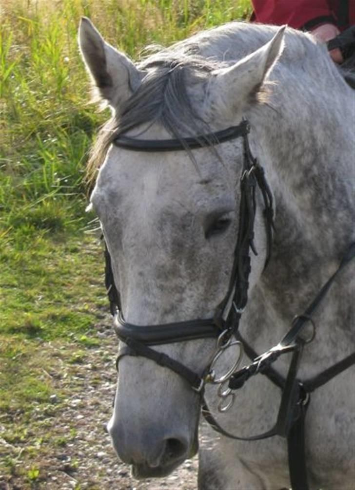 Fuldblod (XX) Starlight *RIP smukkeste* - Starlights smukke ansigt billede 1