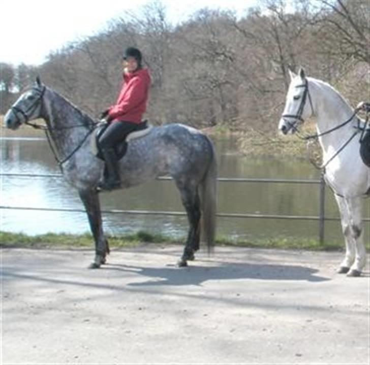 Fuldblod (XX) Starlight *RIP smukkeste* - Dejlig tur i det smukke forår - vistnok 2008 billede 2