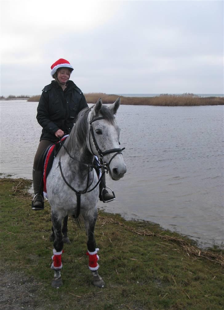 Fuldblod (XX) Starlight *RIP smukkeste* - Juletur på stranden billede 3