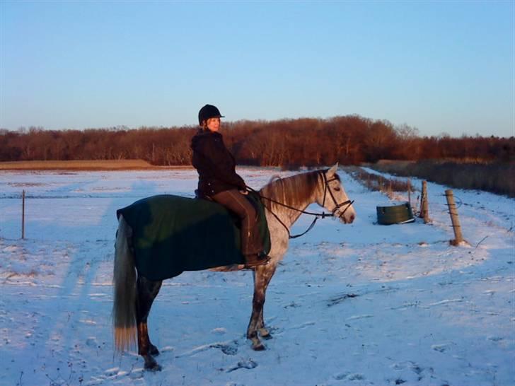 Fuldblod (XX) Starlight *RIP smukkeste* - Skovtur i sne billede 5