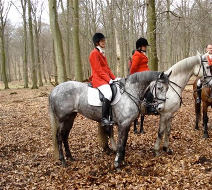 Fuldblod (XX) Starlight *RIP smukkeste* - Forårsjagt 2008 i Dyrehaven billede 6