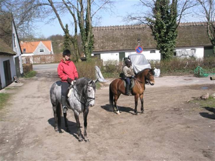 Fuldblod (XX) Starlight *RIP smukkeste* billede 7