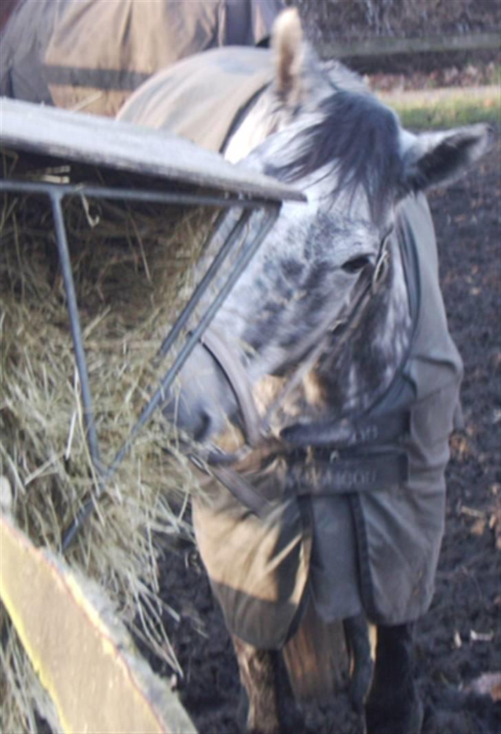 Fuldblod (XX) Starlight *RIP smukkeste* billede 8