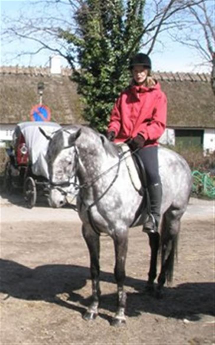 Fuldblod (XX) Starlight *RIP smukkeste* billede 9