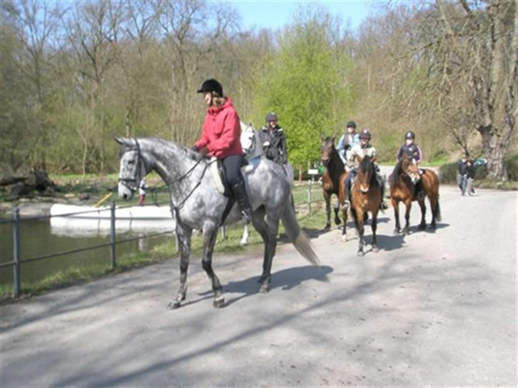 Fuldblod (XX) Starlight *RIP smukkeste* billede 10